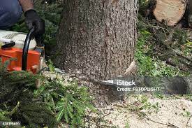 Summersville, WV Tree Services Company