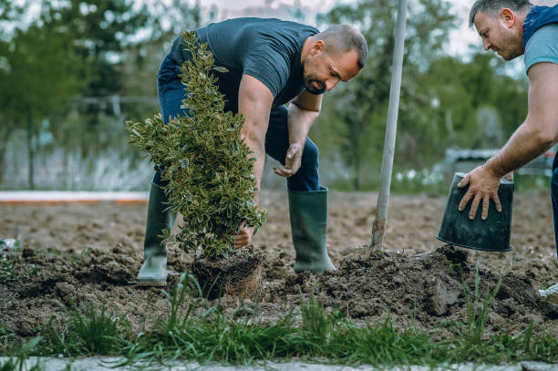 Best Lawn Watering Services  in Summersville, WV