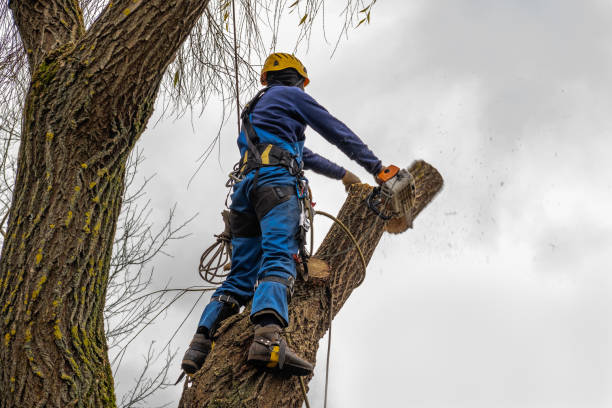 Best Seasonal Cleanup (Spring/Fall)  in Summersville, WV