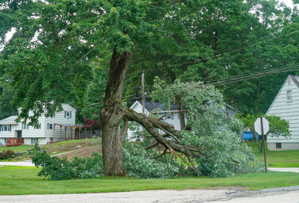 Best Fruit Tree Pruning  in Summersville, WV