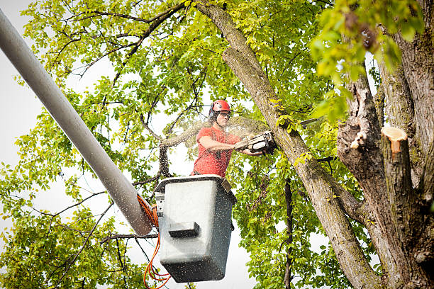 Best Leaf Removal  in Summersville, WV