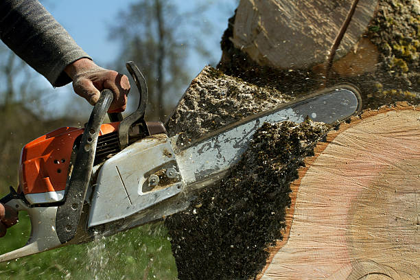 How Our Tree Care Process Works  in  Summersville, WV