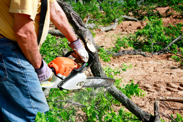 Best Tree Removal  in Summersville, WV